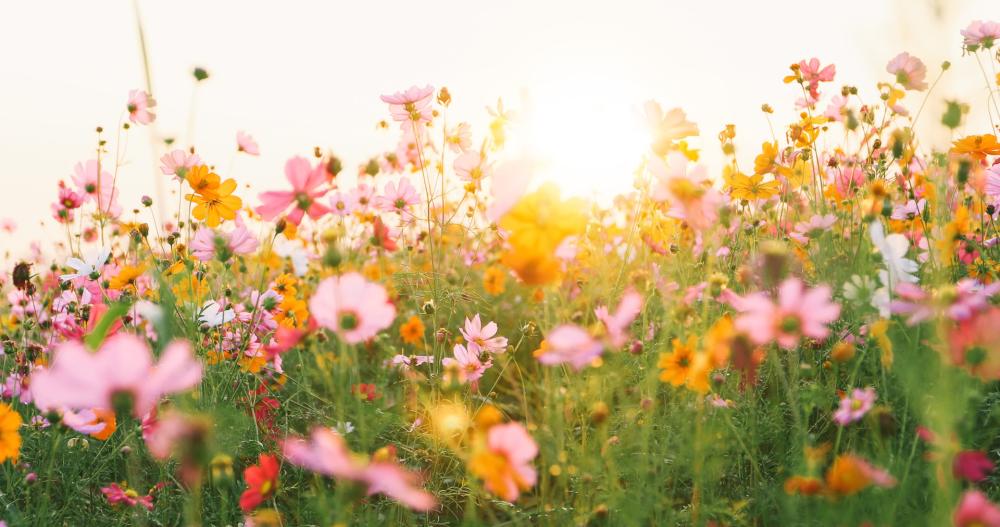 Jardin de fleurs